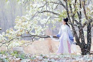 暮暮朝朝梨花落,岁月流转中的诗意时光